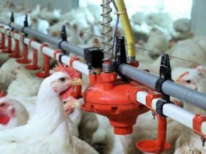 POULTRY